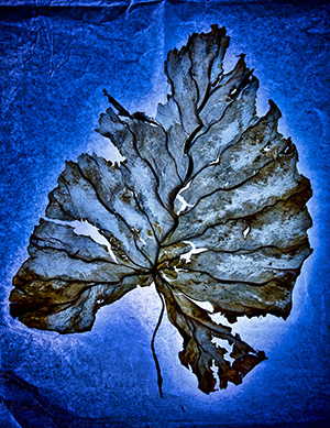 Transparence bleuee 1 by Regis LAMOTTE