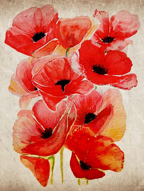 Coquelicots Beaute ephemere by Cristina Barbato