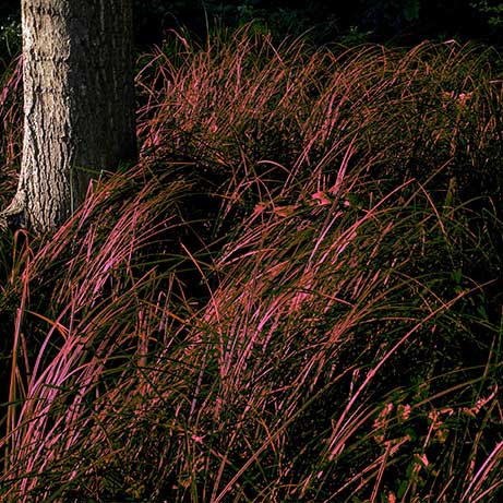 LHERBRE ROUGE by Eric Bonnenfant