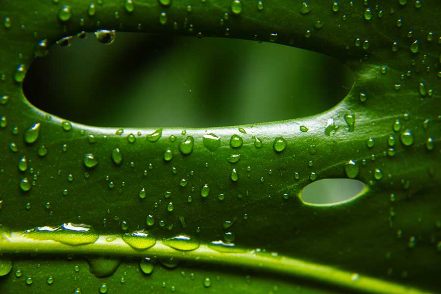 Côte d'adam - out by Ludivine Richard