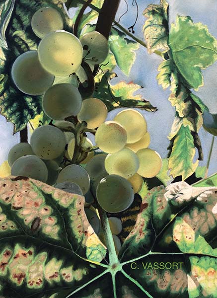 Grappe verte 2 by Corinne VASSORT