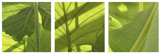 Green Light by Laurence LE HIRE