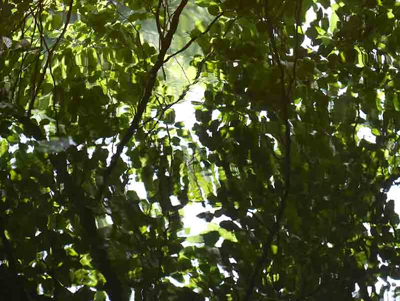 Green vibration by Carol Ann WILLERING