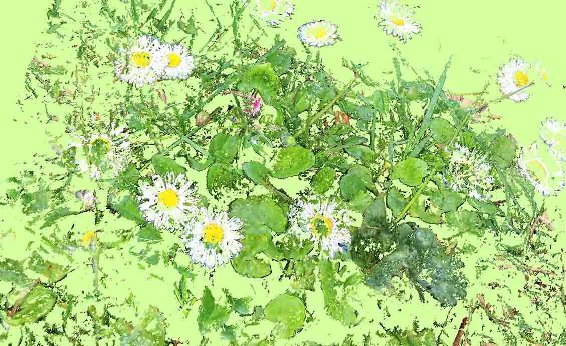 Paquerettes n°2 by Guilin