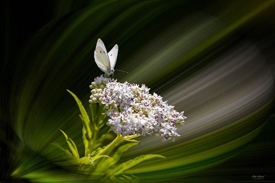 Petit Papillon by Maite Martinol
