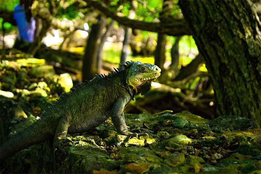 Saurien by Claudia CORBONNOIS