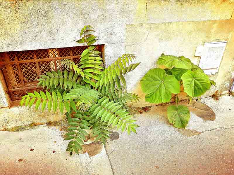 Végétation Urbaine by Luna D