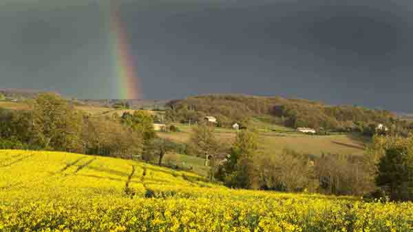 Colza by Marc Defortescu