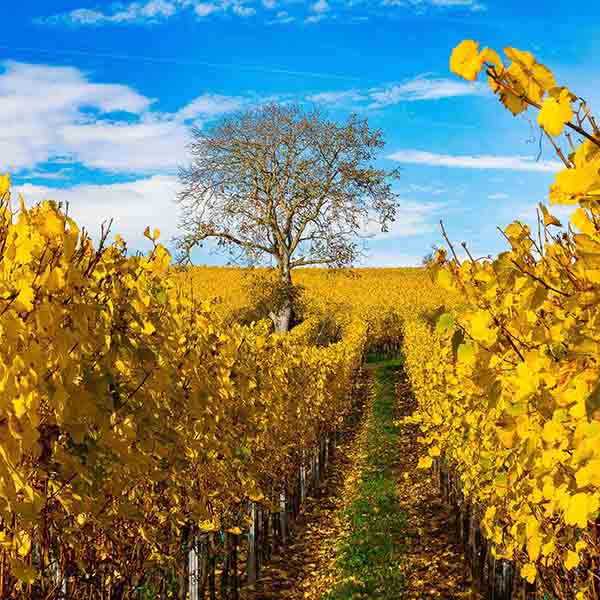 Labyrinthe Automnal by Sabine Marbach