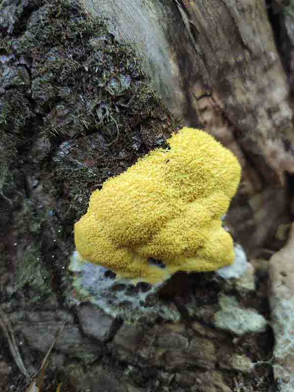 Le Blob, c'est quoi ça ? by Elisabeth Simon Boido