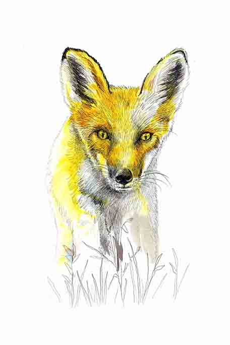 Renard by Hélène Crochemore